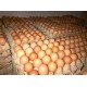 telur 1 rak
